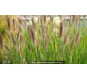 PENNISETUM alopecuroides 'Magic'