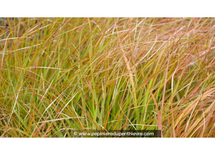 STIPA arundinacea 'Sirocco' STIPA arundinacea 'Sirocco'