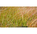 STIPA arundinacea 'Sirocco' STIPA arundinacea 'Sirocco'