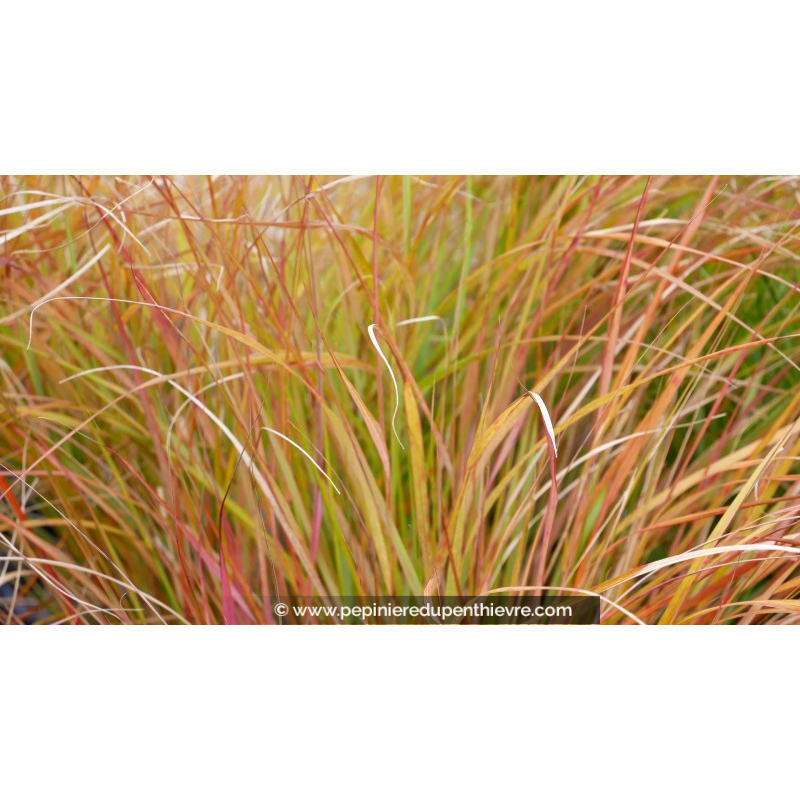 STIPA arundinacea 'Sirocco'