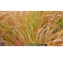 STIPA arundinacea 'Sirocco' STIPA arundinacea 'Sirocco'