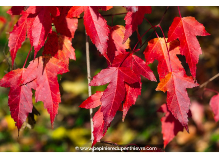 ACER ginnala ACER ginnala