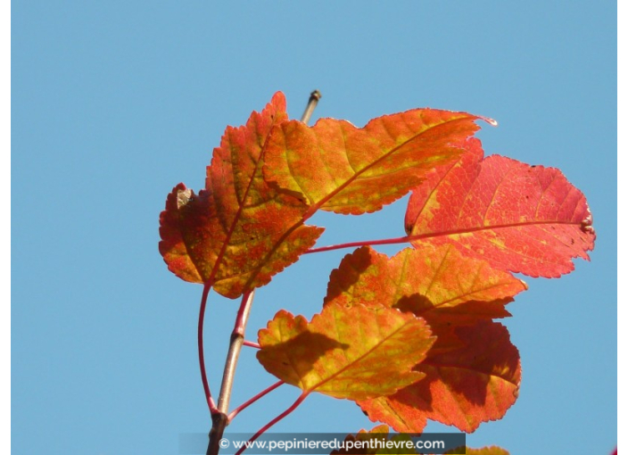 ACER ginnala ACER ginnala