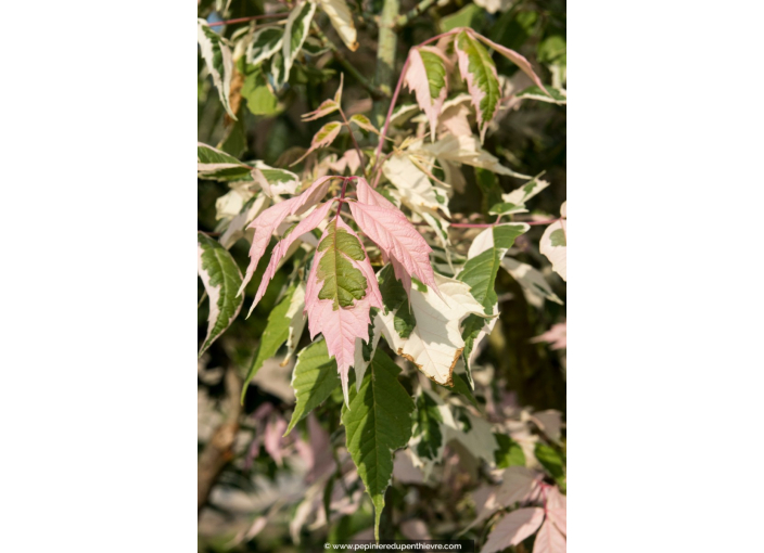 ACER negundo 'Flamingo' ACER negundo 'Flamingo'