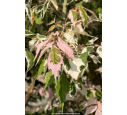 ACER negundo 'Flamingo' ACER negundo 'Flamingo'