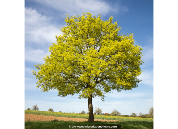 ACER platanoides ACER platanoides