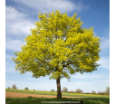 ACER platanoides ACER platanoides