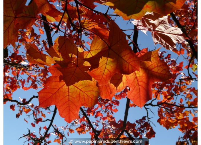 ACER platanoides