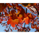 ACER platanoides ACER platanoides