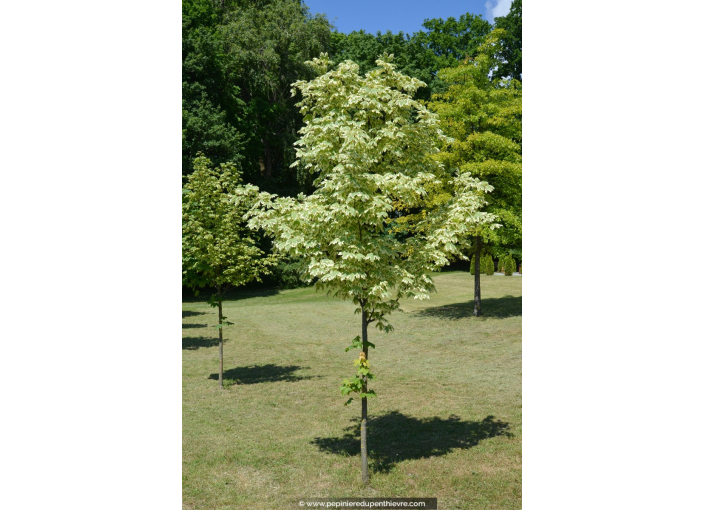 ACER platanoides 'Drummondii'
