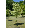 ACER platanoides 'Drummondii'