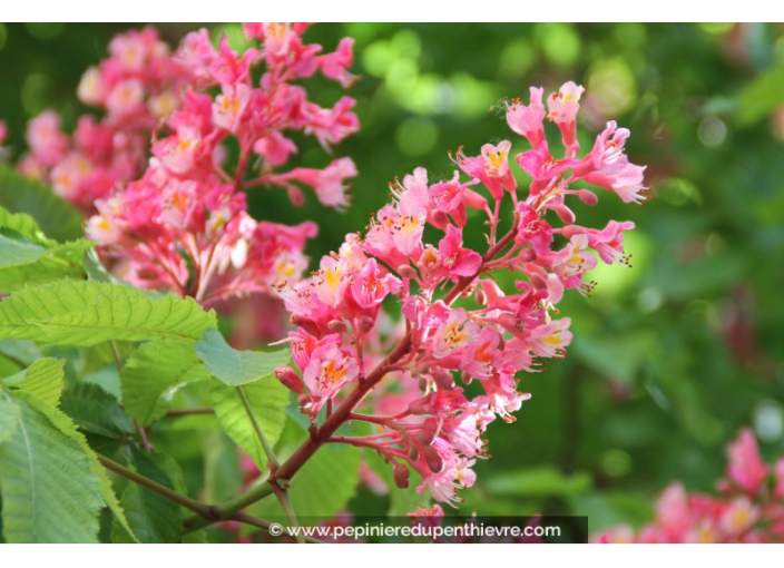 AESCULUS x carnea 'Briotii'