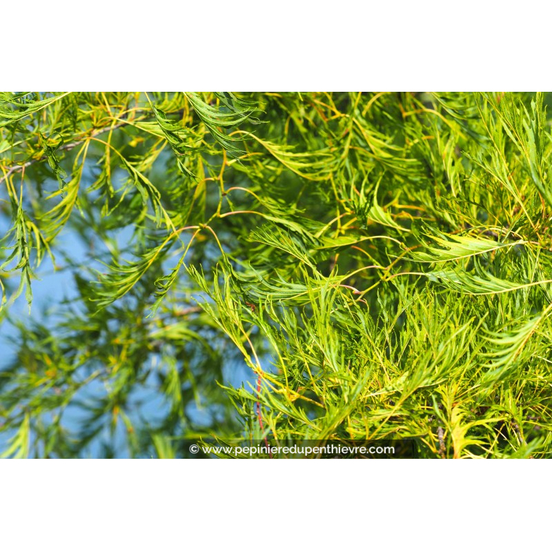 ALNUS glutinosa 'Imperialis'