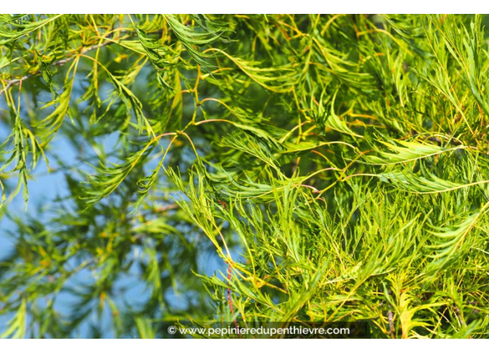 ALNUS glutinosa 'Imperialis'