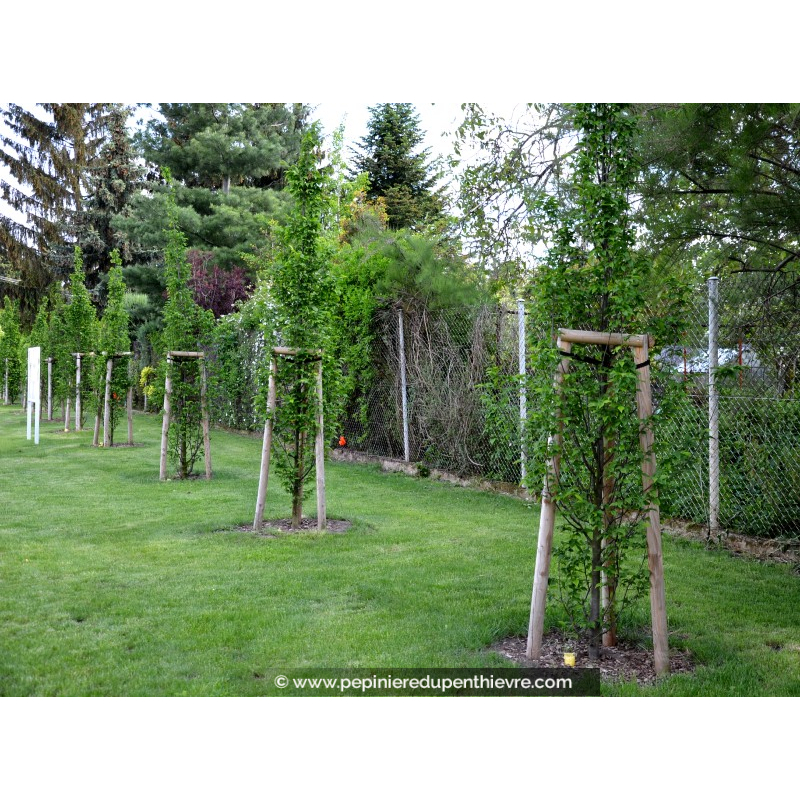 CARPINUS betulus 'Fastigiata'