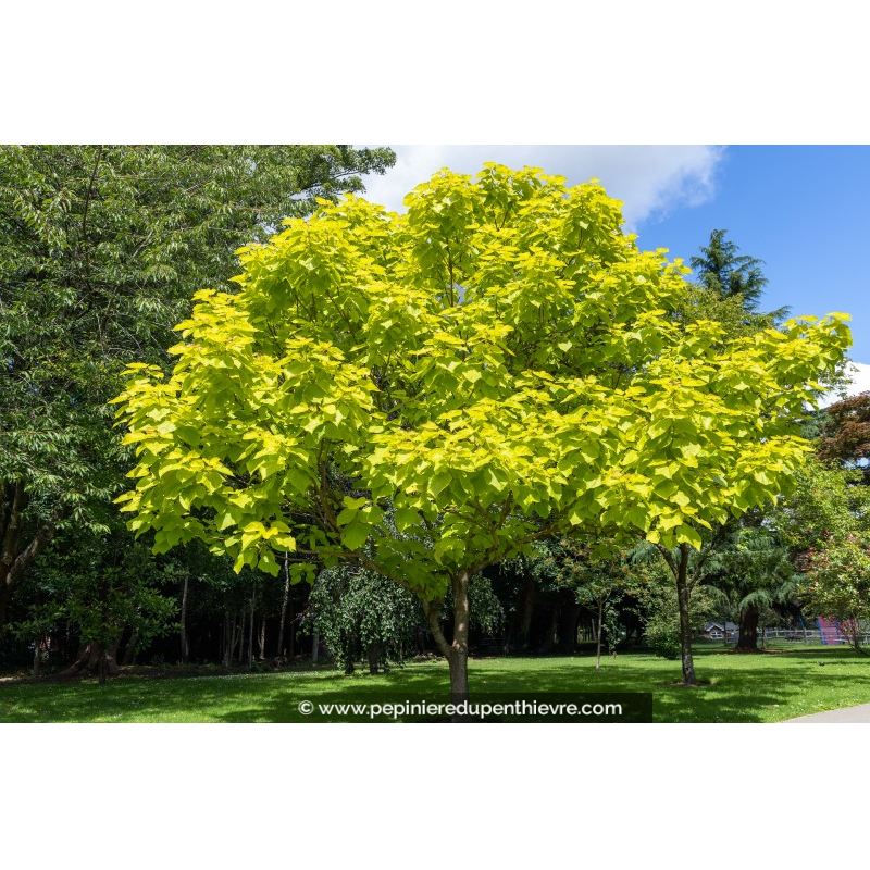 CATALPA bignonioides 'Aurea'