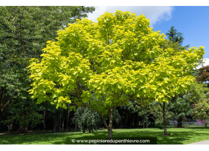 CATALPA bignonioides 'Aurea'