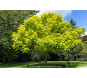 CATALPA bignonioides 'Aurea' CATALPA bignonioides 'Aurea'