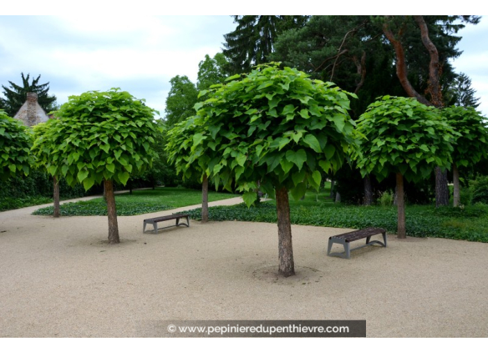 CATALPA bungei