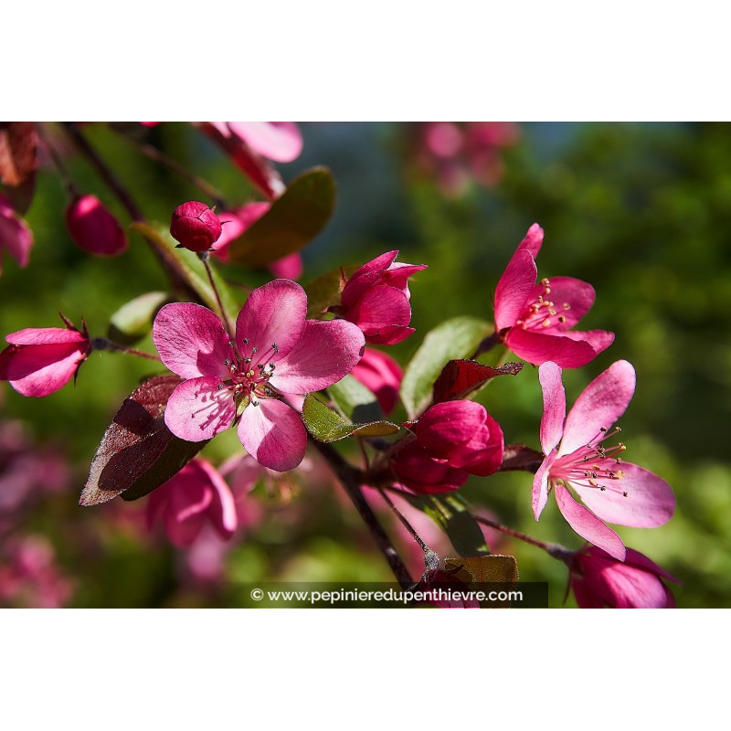 MALUS coccinella 'Courtarou'