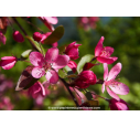 MALUS coccinella 'Courtarou'