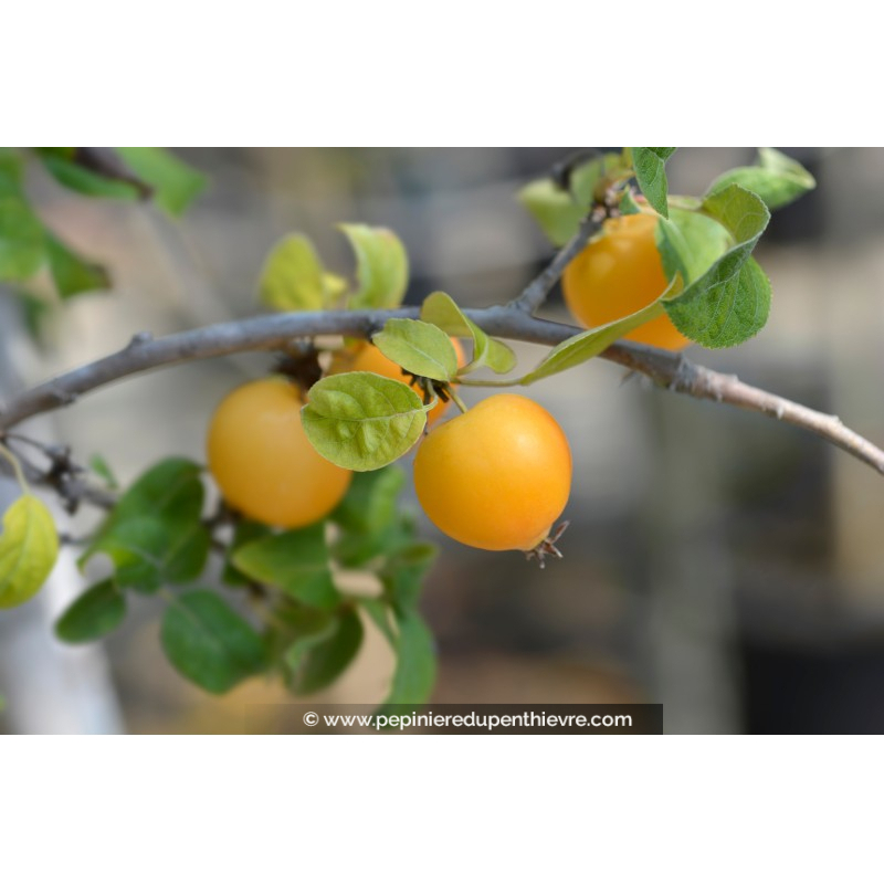 MALUS 'Golden Hornet'