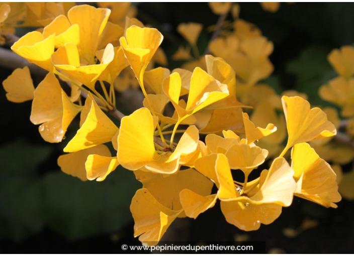 GINKGO biloba