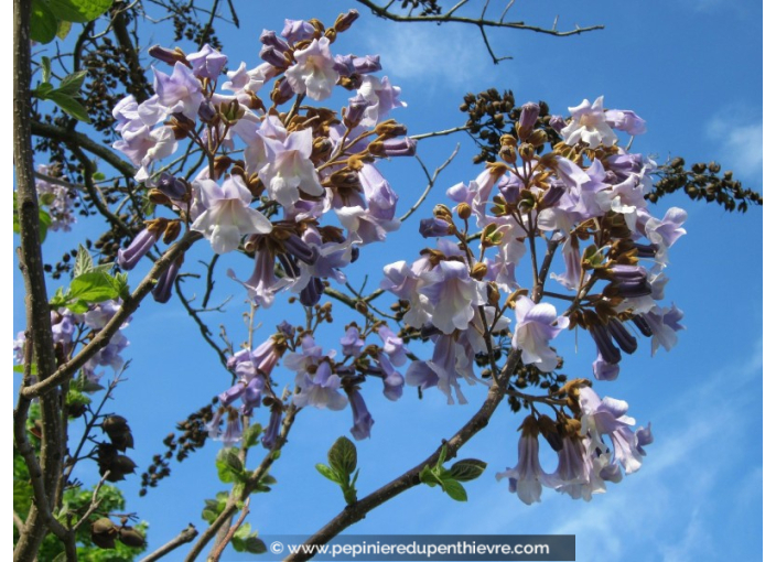 PAULOWNIA tomentosa