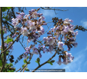 PAULOWNIA tomentosa