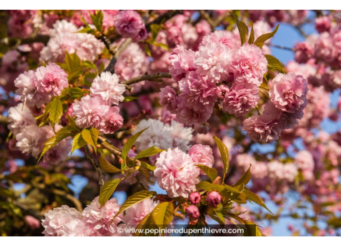 PRUNUS serrulata 'Kanzan' - Printemps