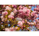 PRUNUS serrulata 'Kanzan' - Printemps
