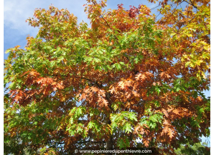 QUERCUS rubra