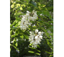 ROBINIA pseudoacacia