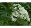 SORBUS aucuparia