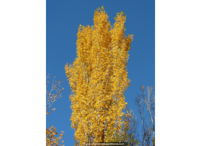 POPULUS alba 'Pyramidalis'