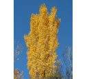 POPULUS alba 'Pyramidalis'