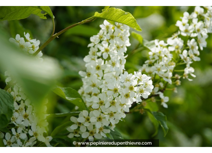 PRUNUS padus PRUNUS padus