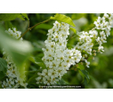 PRUNUS padus PRUNUS padus