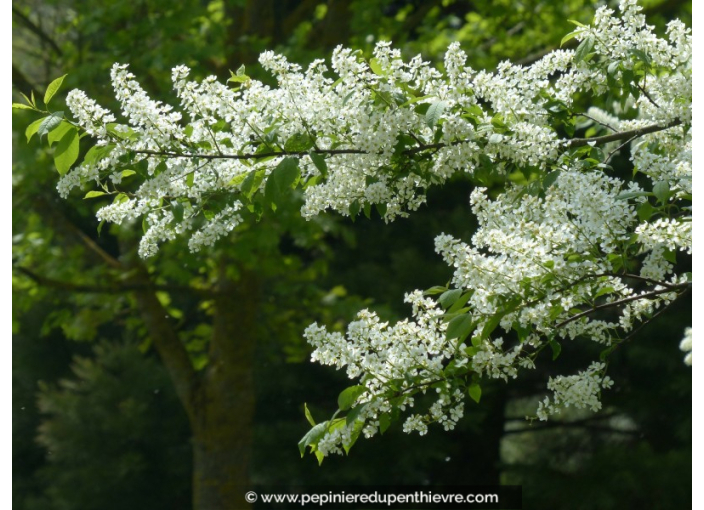PRUNUS padus PRUNUS padus