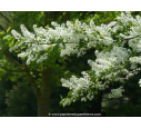 PRUNUS padus PRUNUS padus