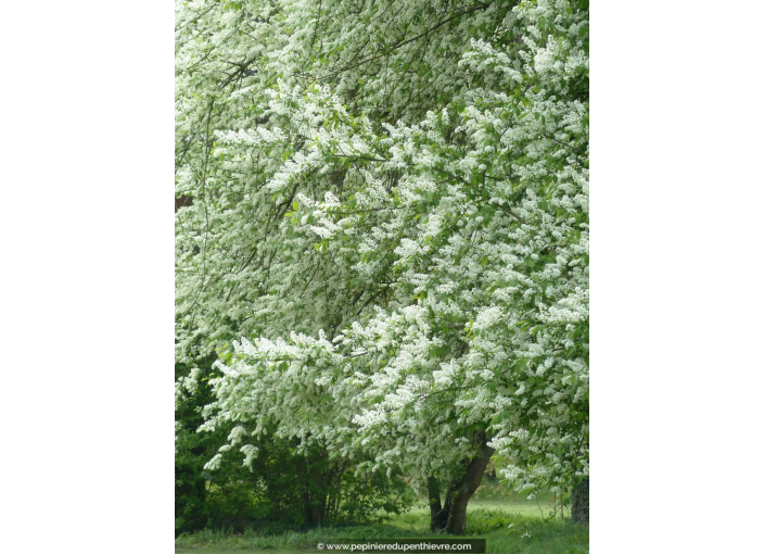 PRUNUS padus PRUNUS padus