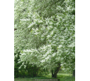 PRUNUS padus PRUNUS padus