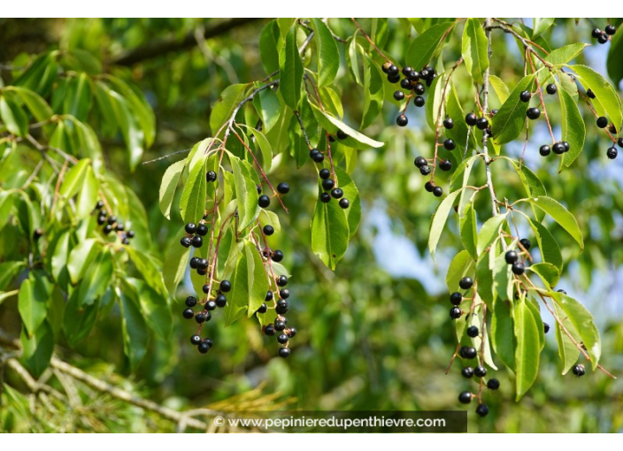 PRUNUS padus PRUNUS padus