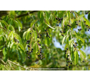 PRUNUS padus PRUNUS padus