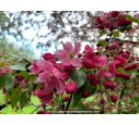 MALUS 'Profusion'