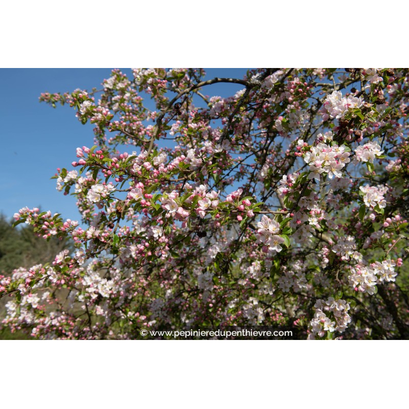 MALUS 'Red Sentinel'