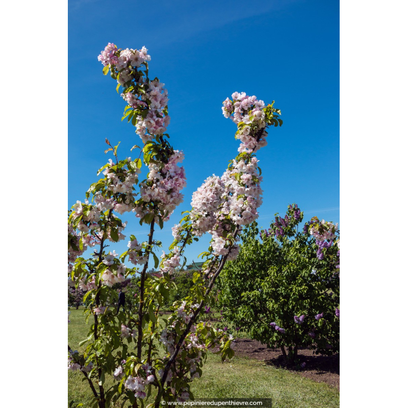 MALUS 'Van Eseltine'