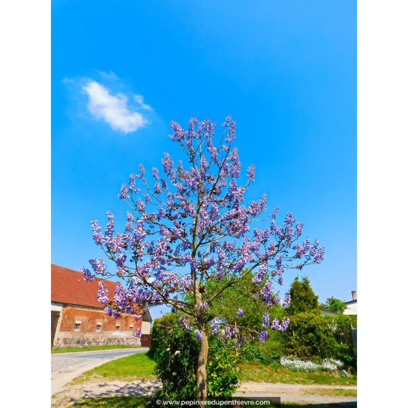 PAULOWNIA tomentosa
