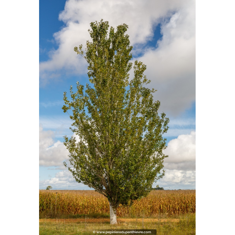 POPULUS alba 'Pyramidalis'