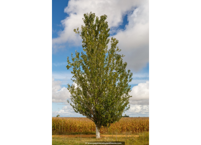 POPULUS alba 'Pyramidalis'